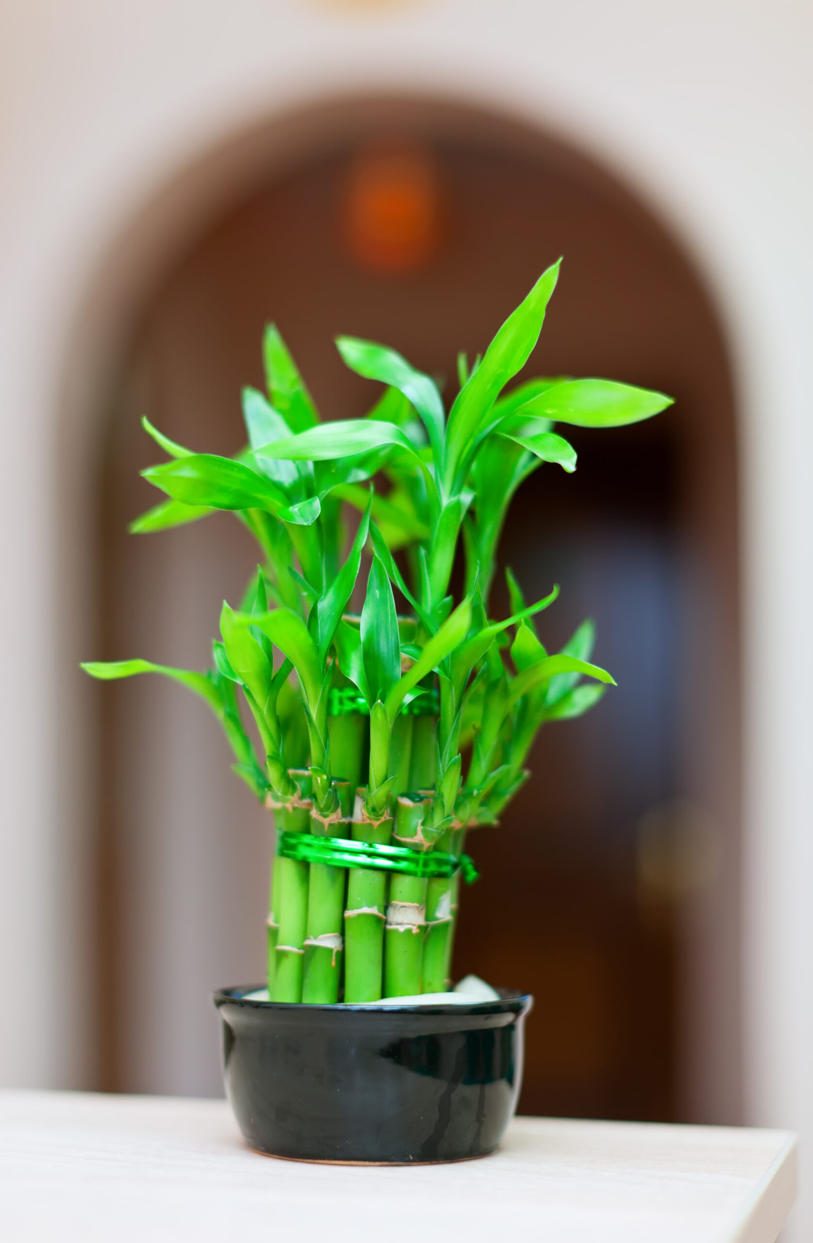 PLANTS